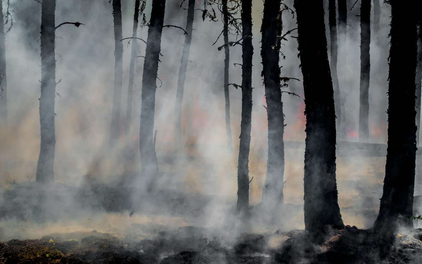 Charred timber and smoke in a burn